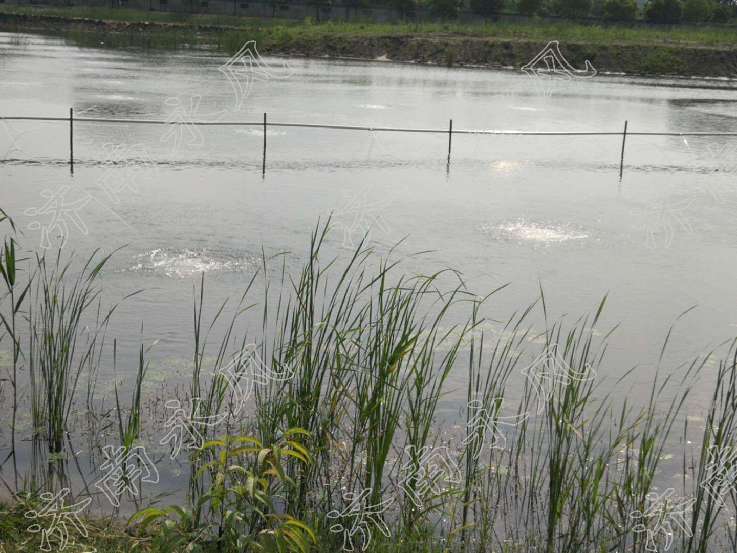 水产养殖罗茨鼓风机